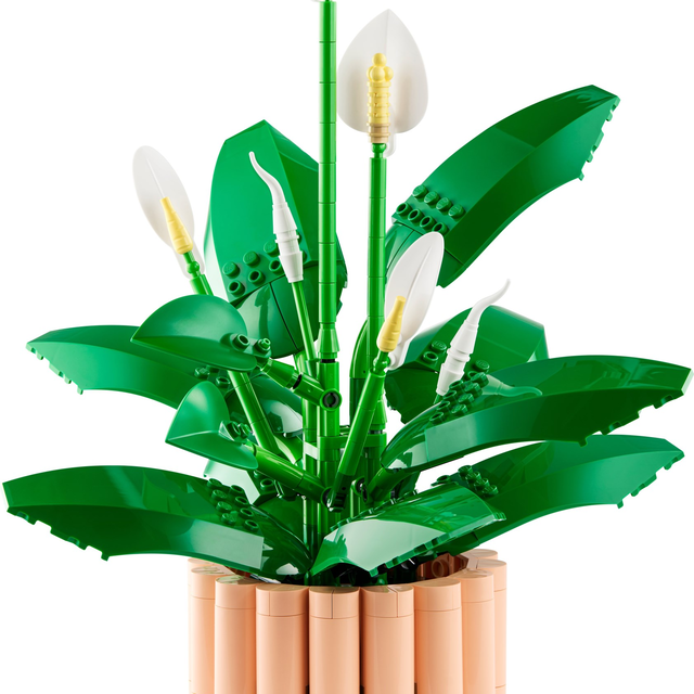 11504-1 Peace Lily